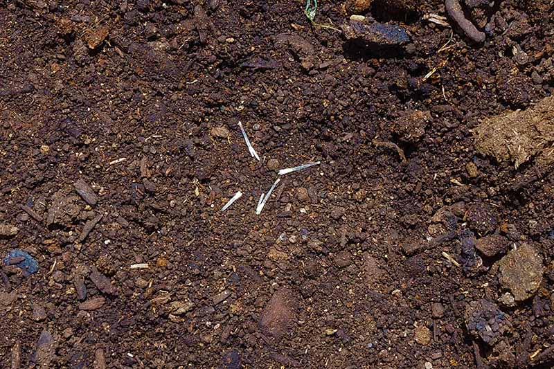 A top down close up picture showing long, thin marigold seeds placed on the surface of the soil.