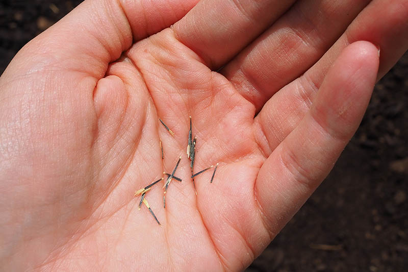 A close up of a hand holding long, thin seeds, with soil in soft focus in the background