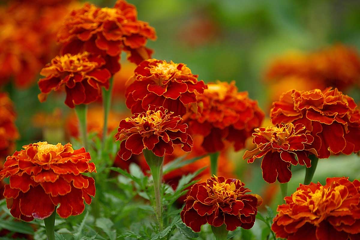 A close up of bright red and yellow marigolds growing in the garden on a soft focus background.