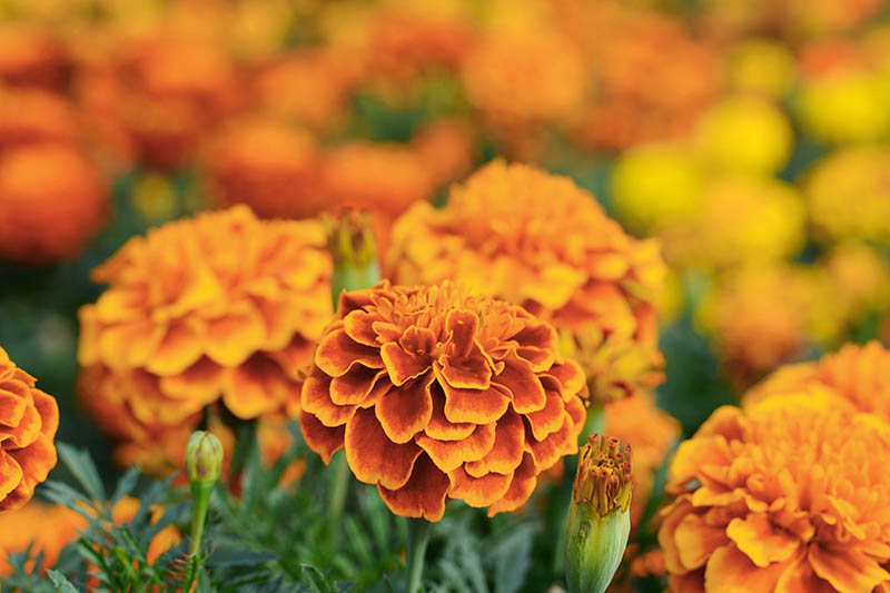 A close up of marigolds growing in the garden, fading to soft focus in the background.
