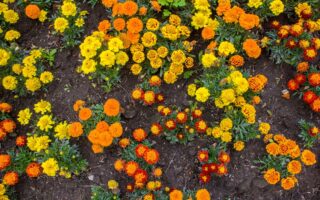 A close up top down picture of a variety of different colored marigolds growing in the garden, with soil in the background.