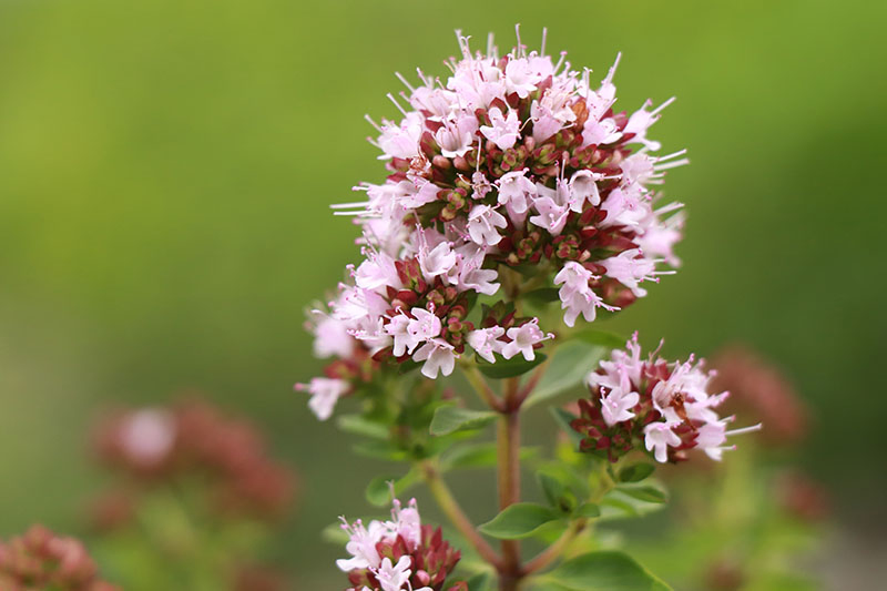 A close up of a delicate pink flower of Origanum majorana growing in the garden on a soft focus background.