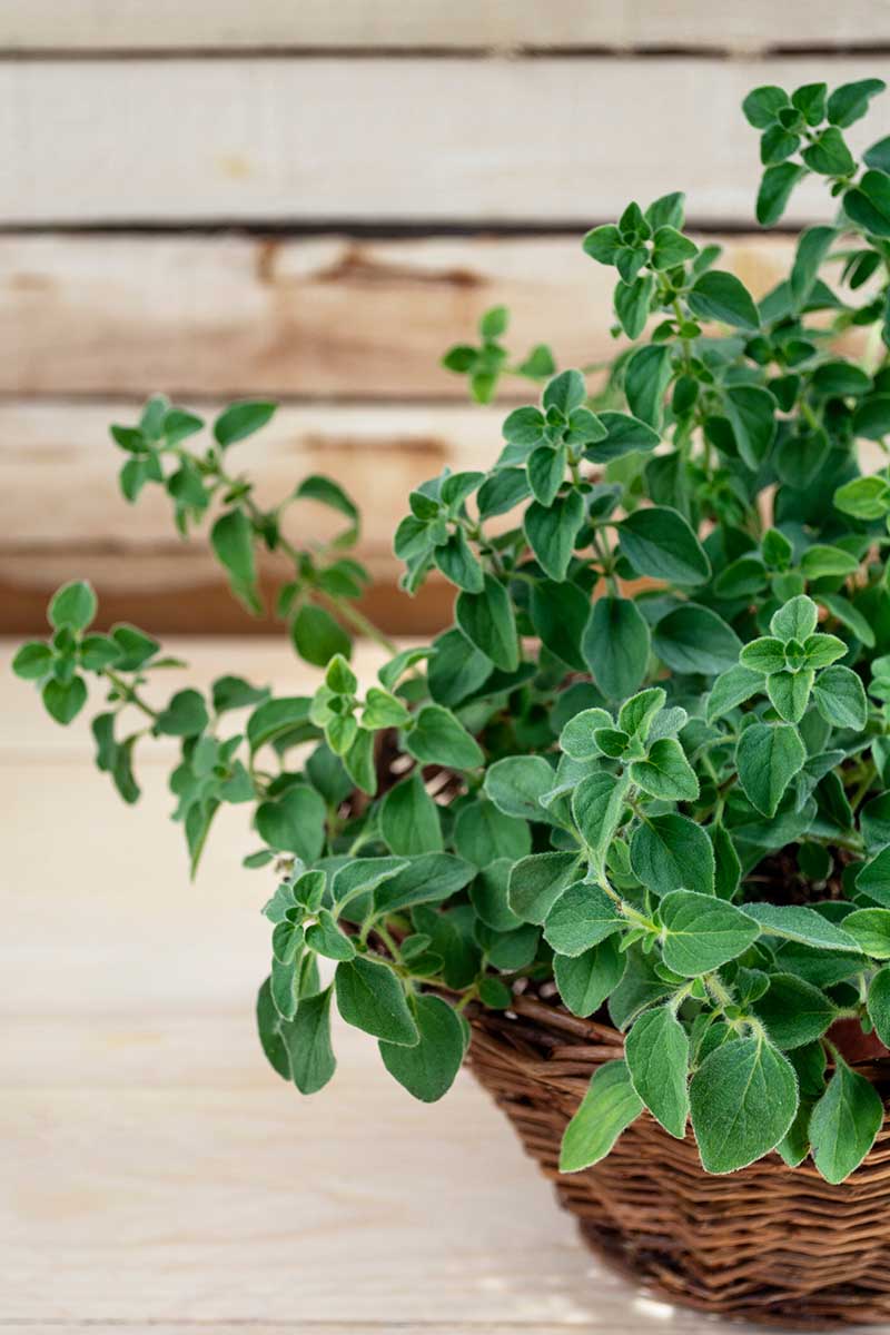 A close up vertical picture of marjoram growing in a small wicker basket, set on a wooden surface with a wooden wall in soft focus in the background.