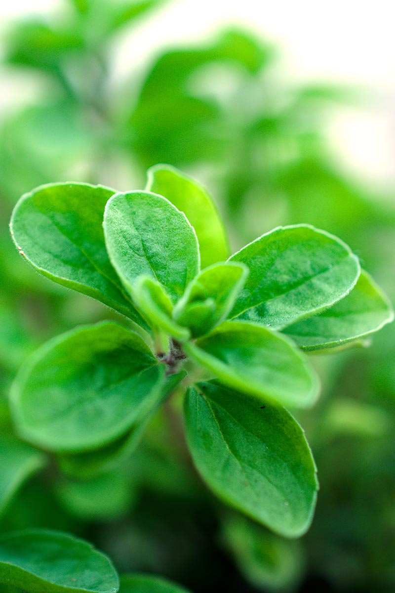 A vertical close up of the delicate green leaves of Origanum majorana growing in the garden, on a soft focus background.