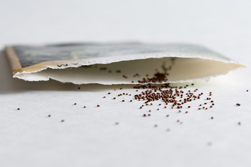 A close up of a seed packet with Origanum majorana spilling out onto a white surface.