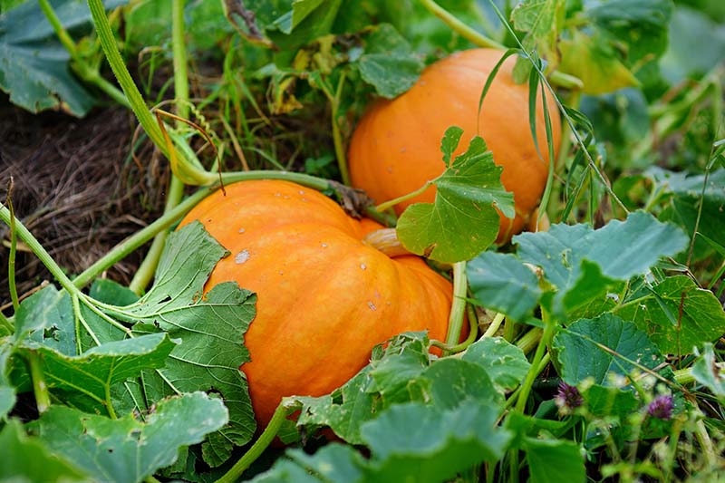 A close up of large orange Cucurbita pepo fruits growing in the garden, surrounded by foliage and vines.