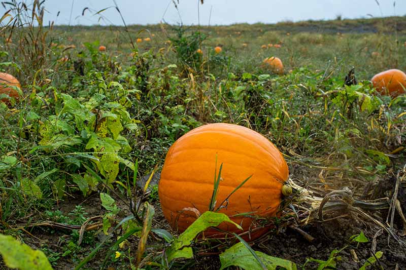 A pumpkin field with large, mature orange gourds, ready for harvest, covered in water after heavy rain.