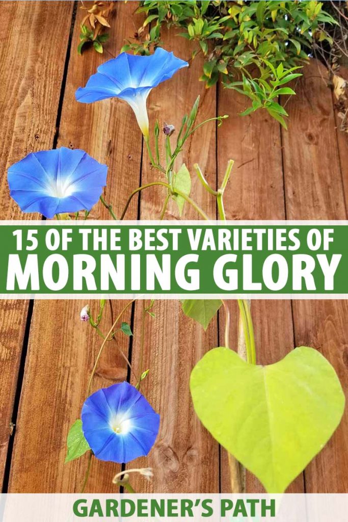 A wooden fence with the delicate blue and white flowers of the morning glory flower. To the center and bottom of the frame is green and white text.