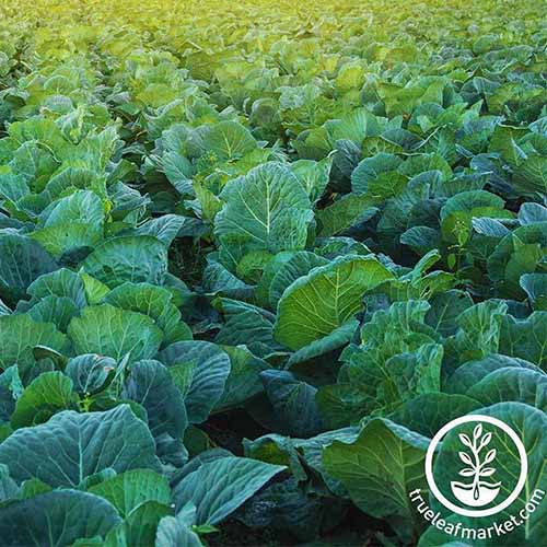 A close up of a field of Brassica oleracea var. acephala 'Morris Heading,' pictured growing in rows, in light sunshine. To the bottom right of the frame is a white circular logo and text.