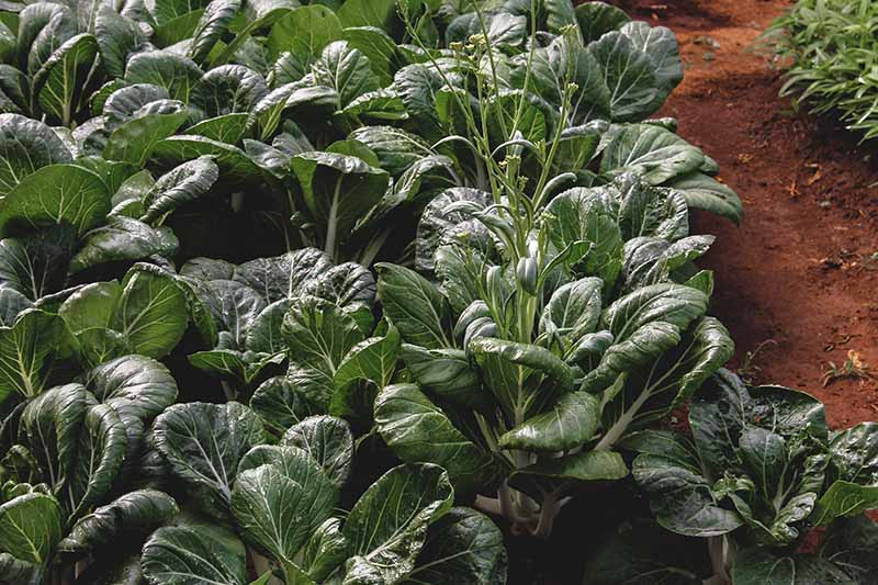 A close up of large leafy green plants growing in the garden with dark green leaves and white veins. To the right of the frame is a soil path.