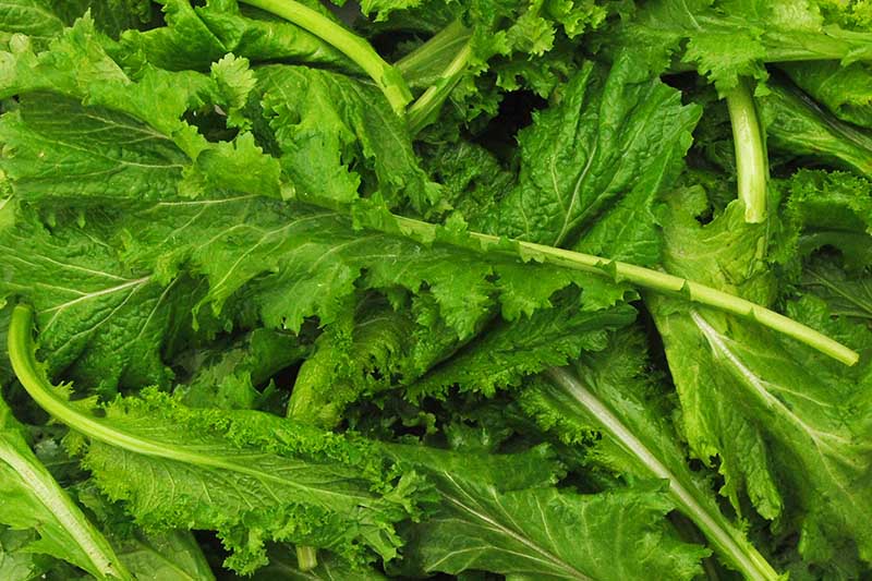 A close up of bright green leafy vegetables, lightly steamed.