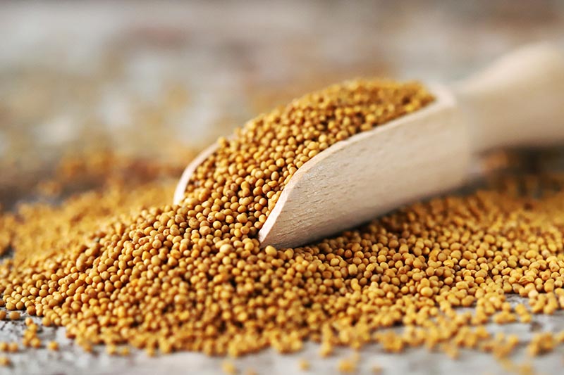 A close up of a wooden scoop with yellow mustard seeds on a countertop, on a soft focus background.