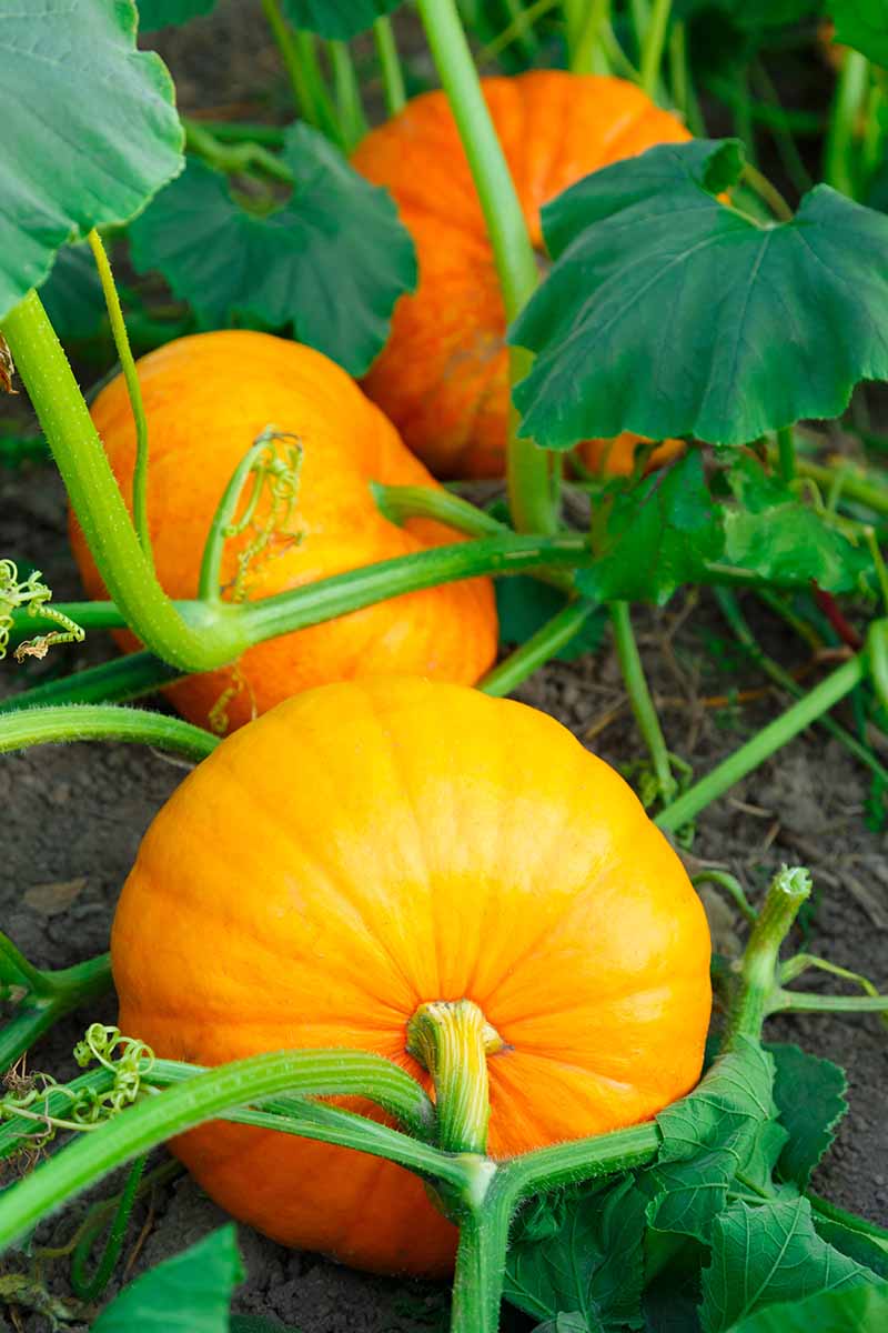 A vertical close up picture of large orange Cucurbita pepo growing in the garden on long green vines, with dark green foliage in soft focus in the background.