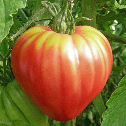 A close up of a large, ripe 'Oxheart Pink' tomato with bright red skin, striped with yellow, hanging from the vine, pictured in bright sunshine.