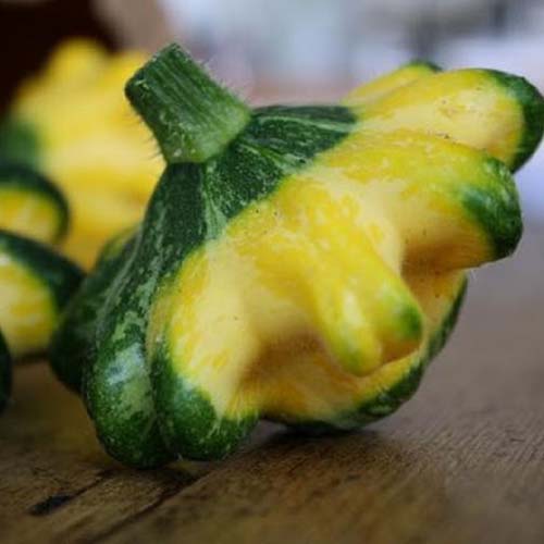 A close up of a green and yellow patty pan squash 'Panache Jaune et Vert' set on a wooden surface, on a soft focus background.