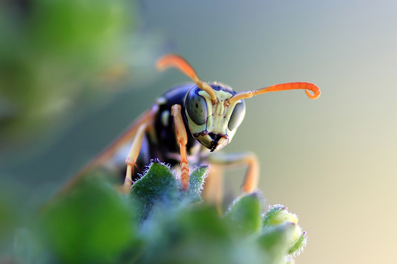 A close up of a beneficial parasitic wasp hiding in vegetation, on a soft focus background.