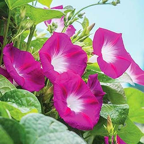 A close up of the delicate pink flowers of 'Party Dress' variety of Ipomoea purpurea with foliage and blue sky in the background.