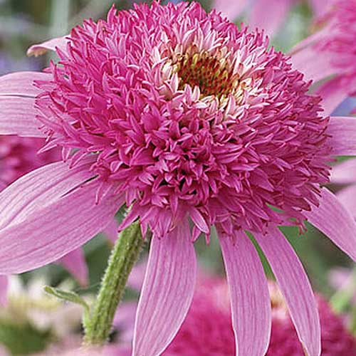 A close up of the double petalled Echinacea purpurea 'Pink Double Delight' in bright pink, pictured on a soft focus background.