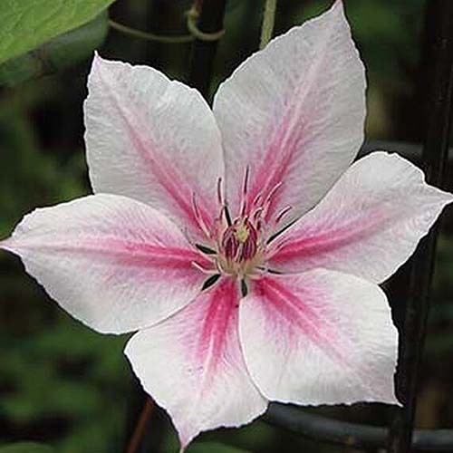 A close up of 'Pink Fantasy,' a delicate white flower striped with shades of red, pictured on a dark background.