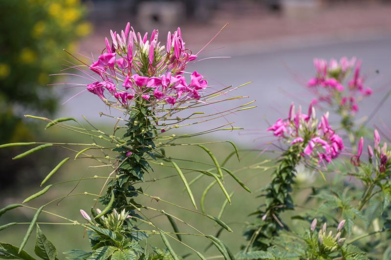 A close up of upright C. hassleriana with light pink flowers growing in the garden, with a concrete driveway in the background.