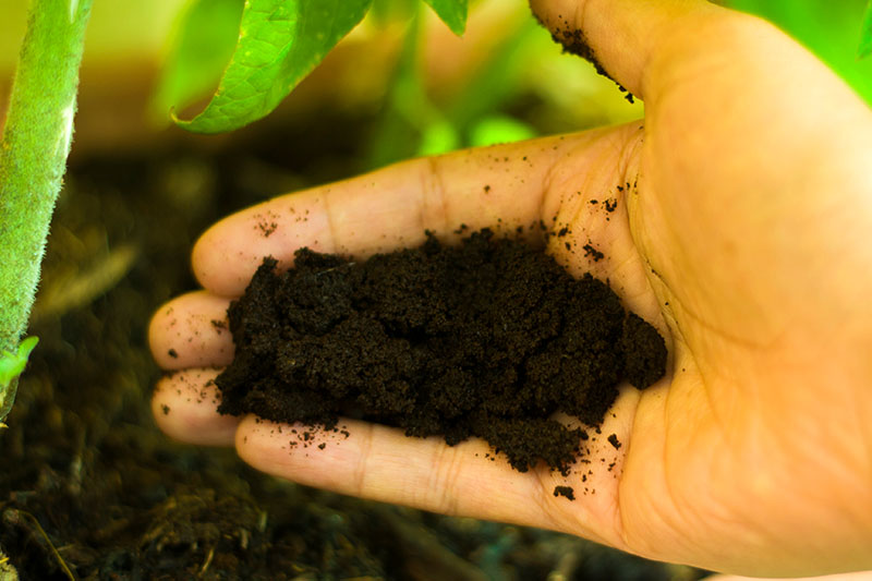 A hand from the right of the frame placing coffee grounds at the base of a plant.