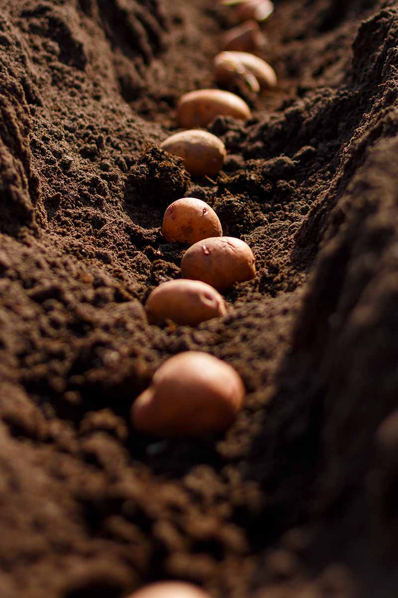 A vertical picture of seed potatoes planted in the soil in light sunshine.