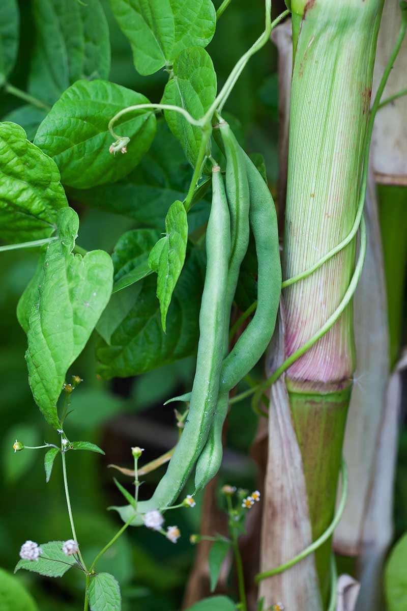 A close up vertical picture of a corn stalk with a pole bean growing up it for support. Three beans, ready for harvest to the left of the frame and foliage in soft focus in the background.