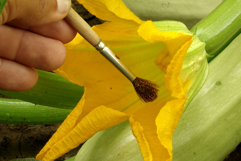 A close up of a hand from the left of the frame holding a small paintbrush, transferring pollen from a male flower to the female flower of a squash plant growing in the garden.