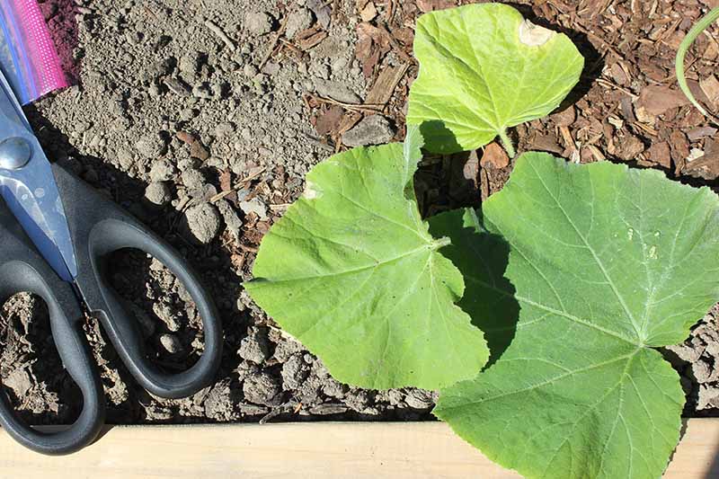 A close up of three pumpkin leaves trimmed from a young plant and placed on the soil of a raised garden bed. To the left of the frame is a pair of scissors with rubber handles.