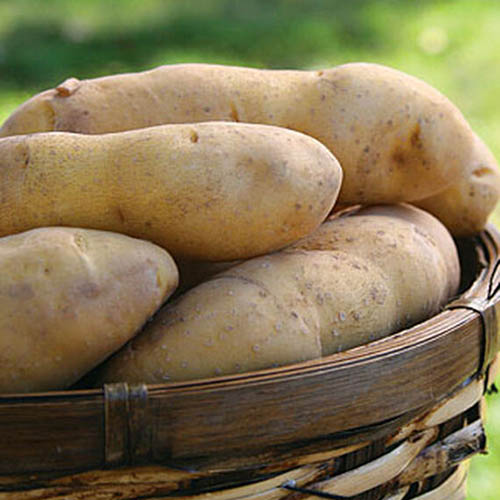 A close up of a wicker basket filled with 'Princess Laratte' potatoes on a soft focus background.