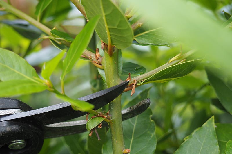 A close up of a pair of pruning shears cutting the stem of a bay tree, pictured on a soft focus background.