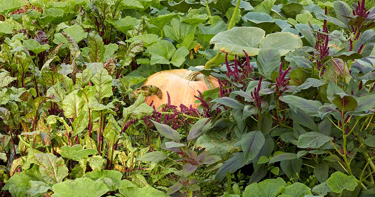 Image of Pumpkins companion plant for beans and peas