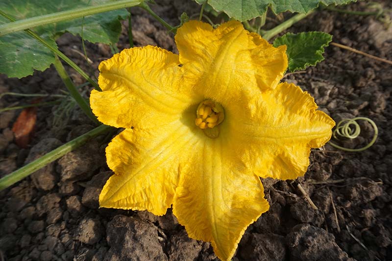 A close up of a female pumpkin flower, ready to be pollinated by insects, on a soft focus background.