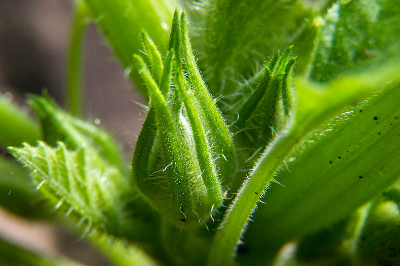 A close up of a pumpkin flower just starting to open from the bud, surrounded by stems and foliage, on a soft focus background.