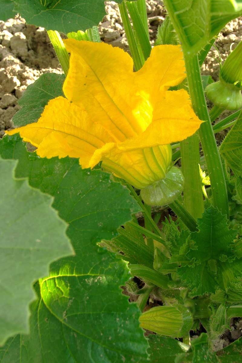 A vertical close up picture of a bright yellow flower with a tiny gourd developing underneath it, with foliage in soft focus in the background.
