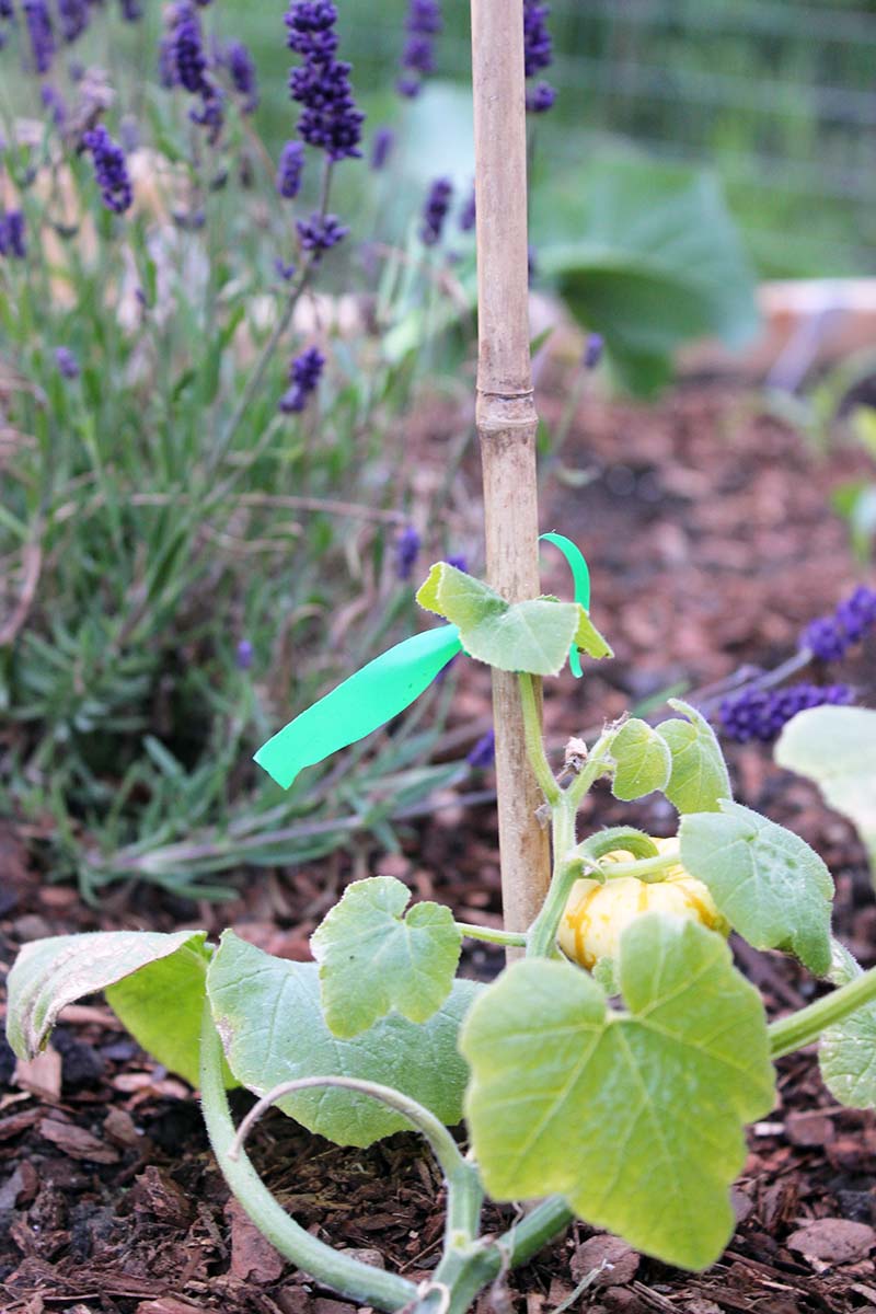 A vertical picture of a small pumpkin plant with a tiny gourd starting to develop. In the background is a lavender plant in soft focus.