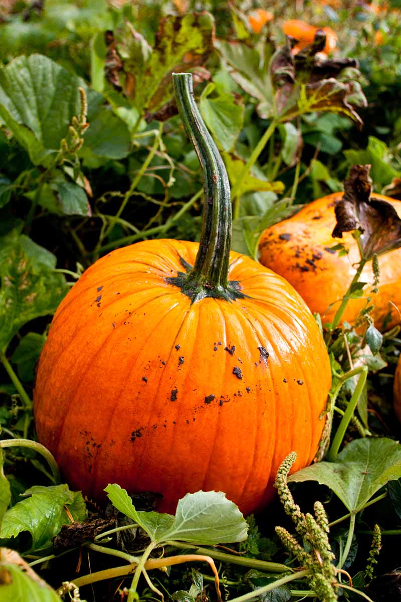 A vertical picture of a large orange pumpkin set in the garden, wet from the rain. In the background are leaves and foliage in soft focus.