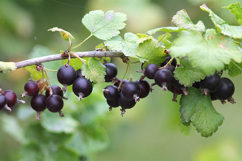 A close up of ripe, purple Jostaberries, a type of currant, growing in the garden, surrounded by foliage, on a soft focus background.
