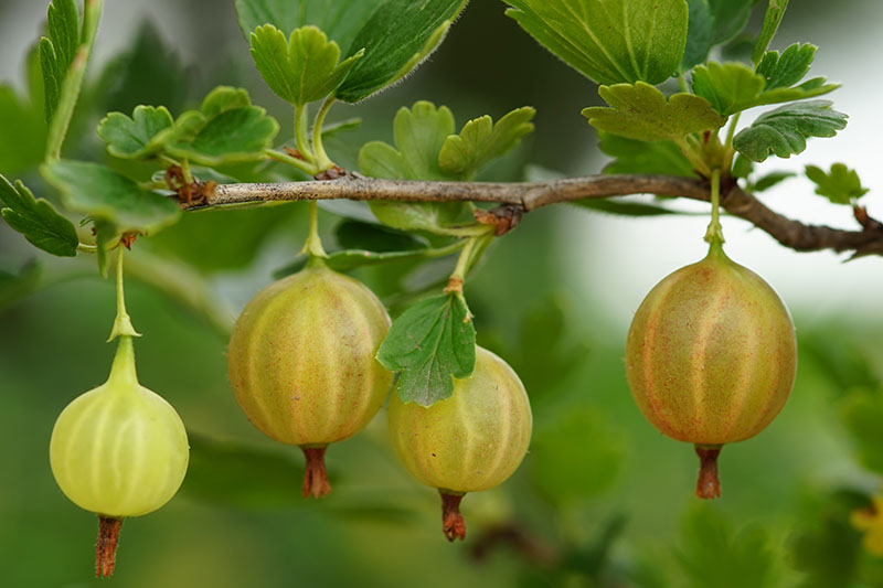 A close up of ripe gooseberries with reddish-green, semi-translucent skin, hanging from the branch ready for harvest, pictured on a soft focus background.