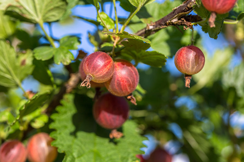 A close up of ripe, red gooseberries growing in the garden, ready for picking, pictured on a soft focus background with blue sky and sunshine.