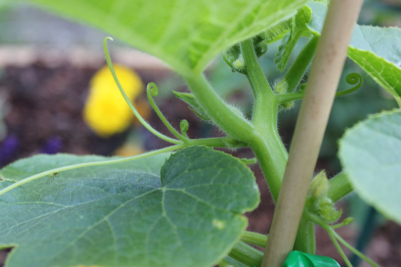 A close up picture showing the secondary runners growing off the main stem on a pumpkin plant, pictured on a soft focus background.
