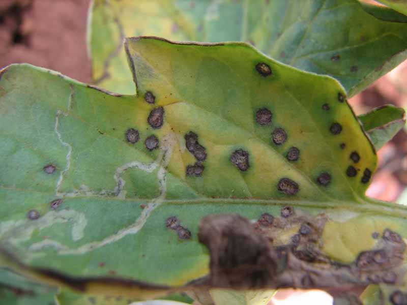 A close up of a leaf suffering from Septoria leaf spot, showing the black lesions on yellowing foliage.