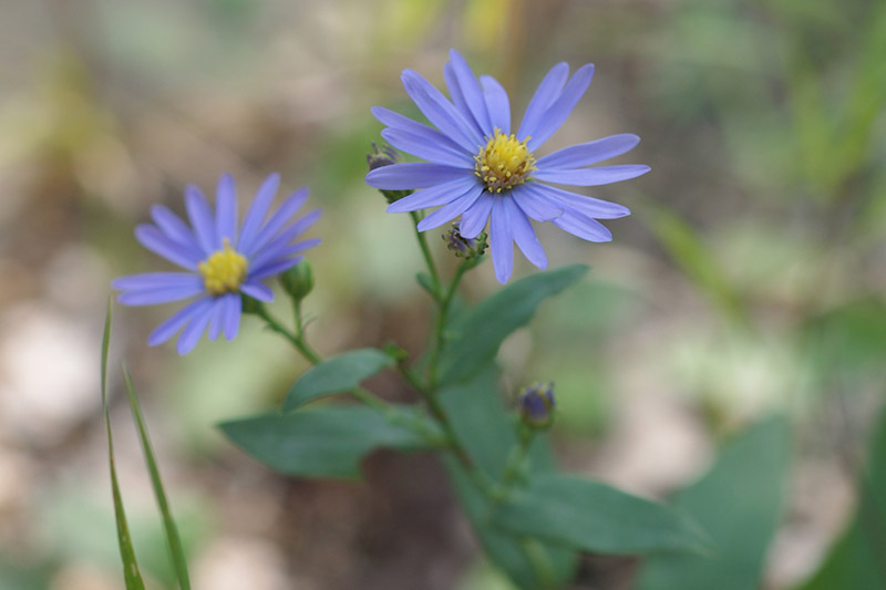 A close up picture of Symphyotrichum cordifolium with light purple flowers and yellow center discs, growing in the garden, pictured on a soft focus background.