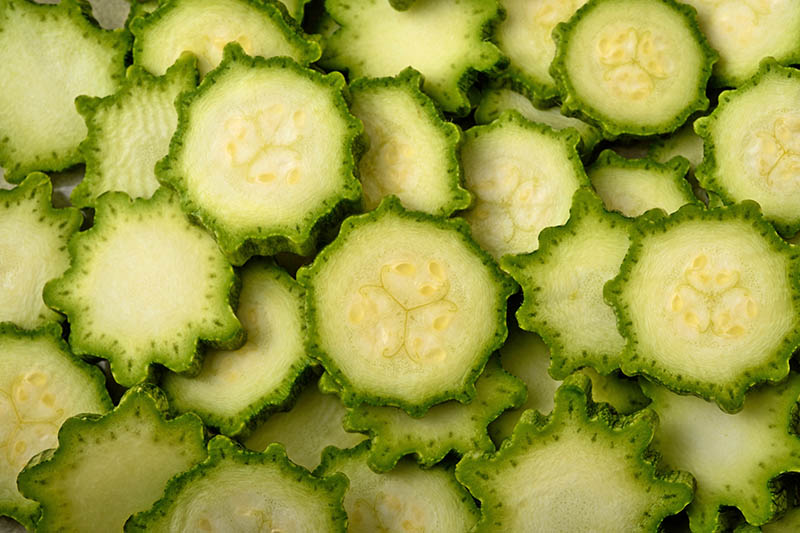 A close up of zucchini slices showing a star-shaped cross section.