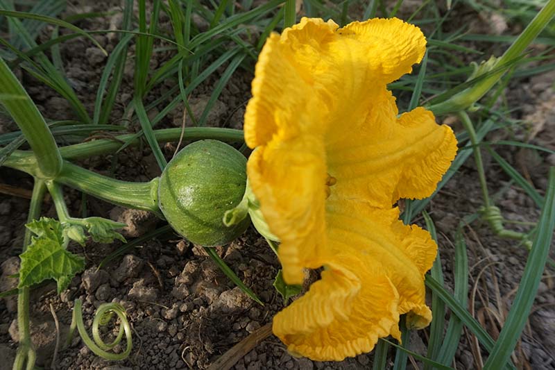 A close up of a bright orange flower with a small developing gourd behind it, growing in the garden, with foliage and soil in soft focus in the background.