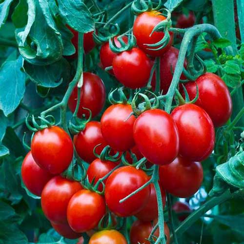 A close up of a bunch of small red cherry tomatoes, growing in the garden, ready for harvest.