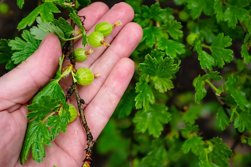 A close up of a hand from the left of the frame holding a gooseberry cane with small, green, unripe fruits, surrounded by foliage, on a soft focus background.