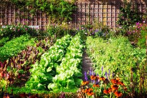 A vegetable garden with rows of produce growing in the sunshine with a brick wall and trellis in the background.