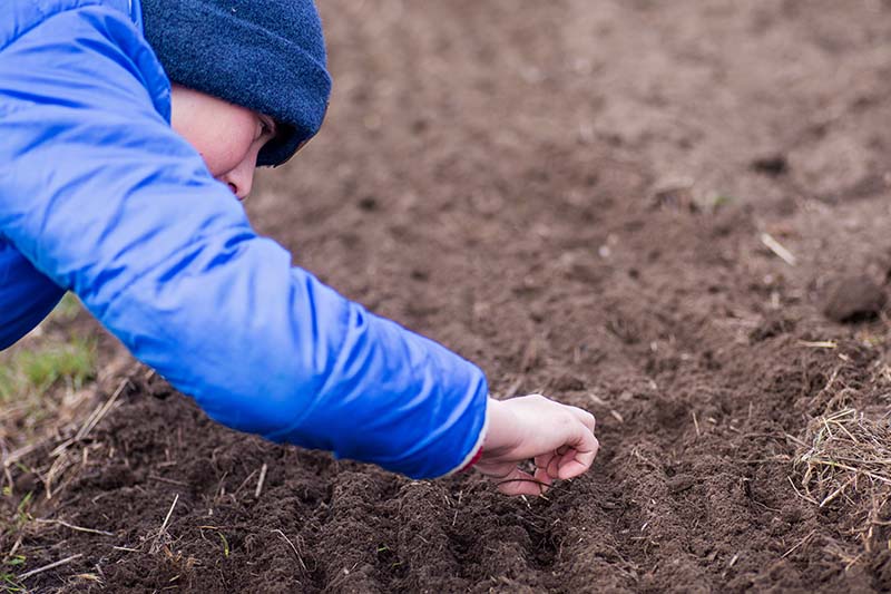A close up of a person from the left of the frame carefully sowing seeds into freshly raked soil.