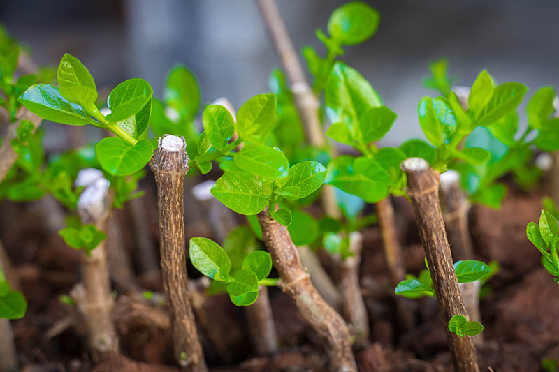 A close up of hardwood stem cuttings with fresh new growth.